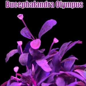 Bucephalandra Purple - Etsy