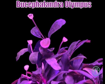 Bucephalandra Pink Lady From Only Plants USA Live Aquatic Plant