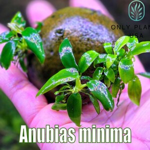 May include: Anubias minima plant with vibrant green leaves, shown on a small, textured rock. The image includes the text "Anubias minima" and the logo for "Only Plants USA". The plant is held in a hand, showcasing its size and detail.