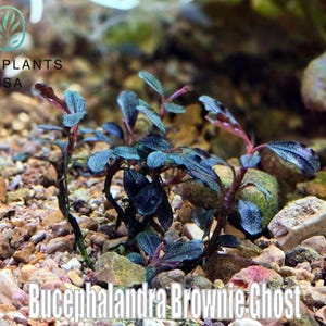 水草 Bucephalandra sp.  upper ghost 2015 Bucephalandra sp. 