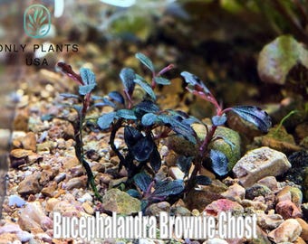 Bucephalandra Brownie Ghost 2015 From Only Plants USA Aquarium