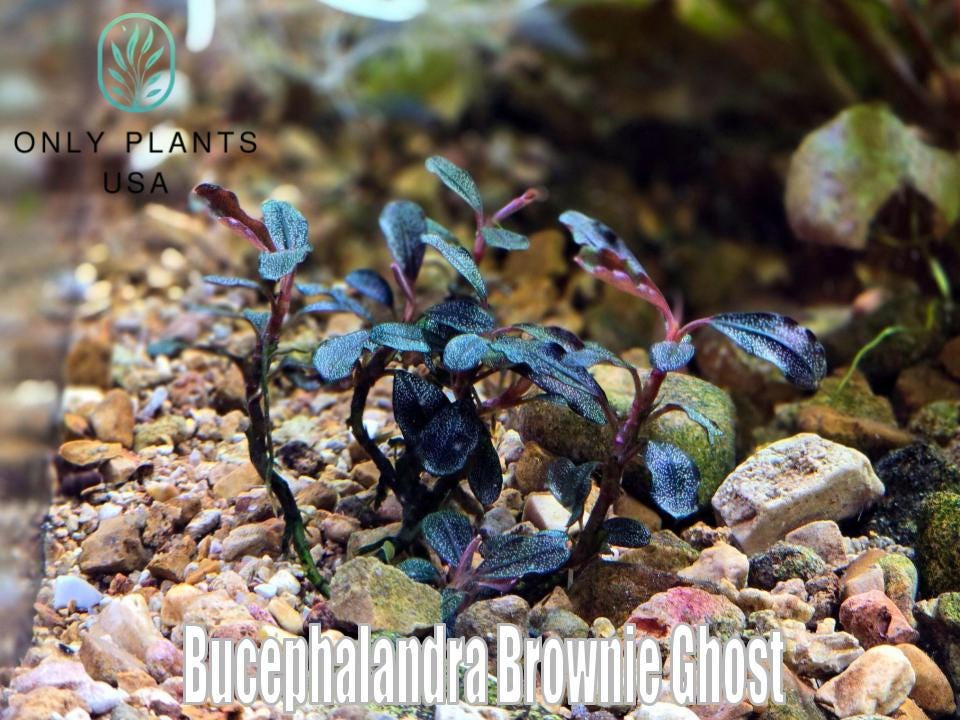 Bucephalandra Brownie Ghost 2011 Tissue Culture Aquarium