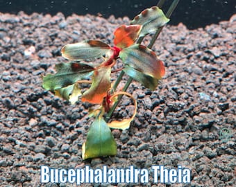 Bucephalandra Quad-pack - Exquisite Aquatic Greens - 4 Unique
