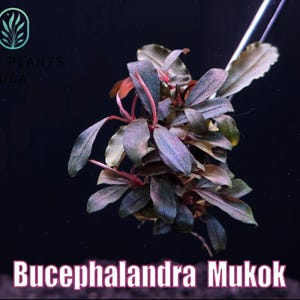May include: A close-up of Bucephalandra Mukok aquatic plant. The plant has dark green and purple leaves with red stems. The image includes the text "Bucephalandra Mukok" and the logo for "Only Plants USA".