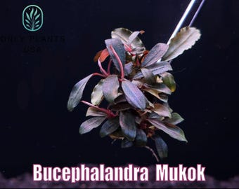 Bucephalandra Midnight Blue - Live Aquatic Plants - Only Plants