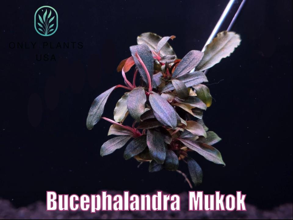 Bucephalandra Mukok From Only Plants USA Aquarium Plants Live