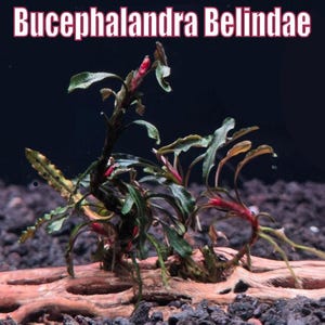May include: An aquatic plant, Bucephalandra Belindae, with green and reddish leaves, is displayed against a dark background. The plant is rooted on a piece of driftwood, surrounded by dark gravel. The text "Bucephalandra Belindae" is at the top.