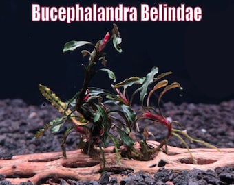 Bucephalandra Midnight Blue - Live Aquatic Plants - Only Plants