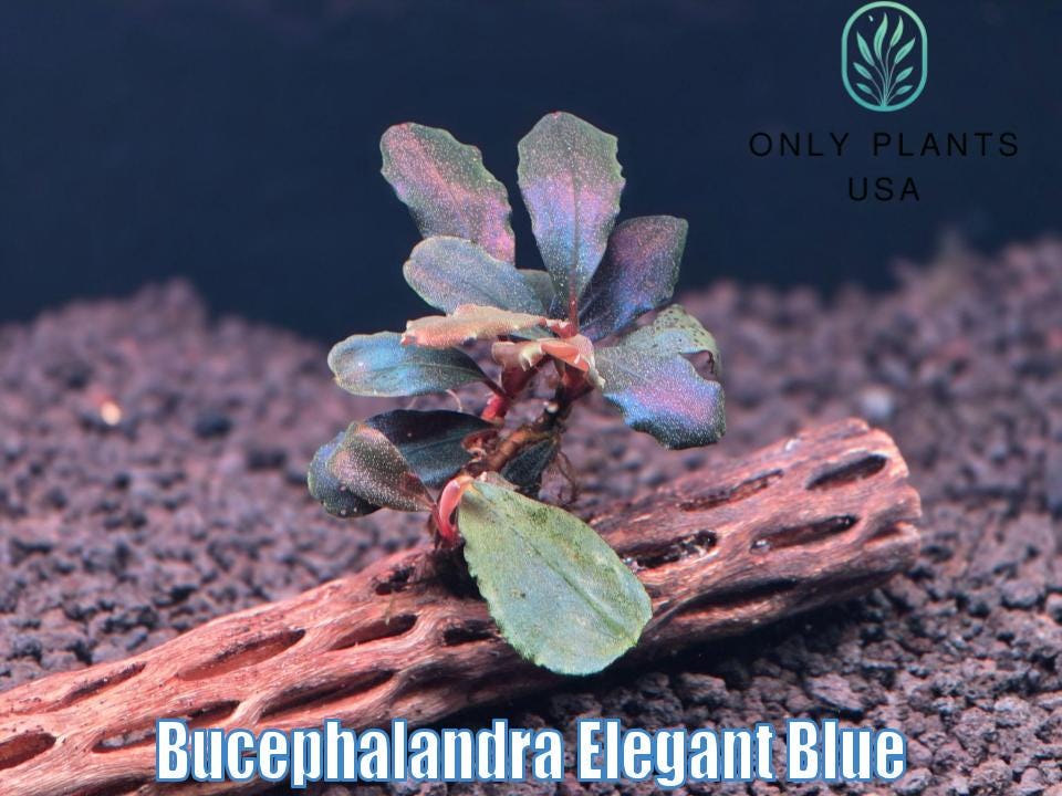 Bucephalandra Elegant Blue From Only Plants USA Live Aquatic