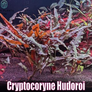 May include: Cryptocoryne Hudoroi aquatic plant with long, textured leaves in shades of green, orange, and red. The plant is in an aquarium setting, with a dark background and the text "Cryptocoryne Hudoroi" at the bottom.