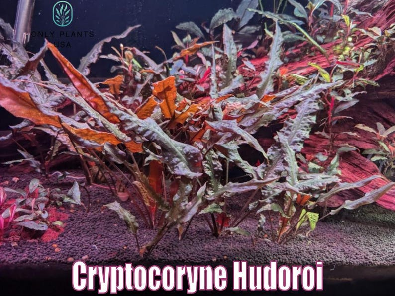May include: Cryptocoryne Hudoroi aquatic plant with long, textured leaves in shades of green, orange, and red. The plant is in an aquarium setting, with a dark background and the text "Cryptocoryne Hudoroi" at the bottom.