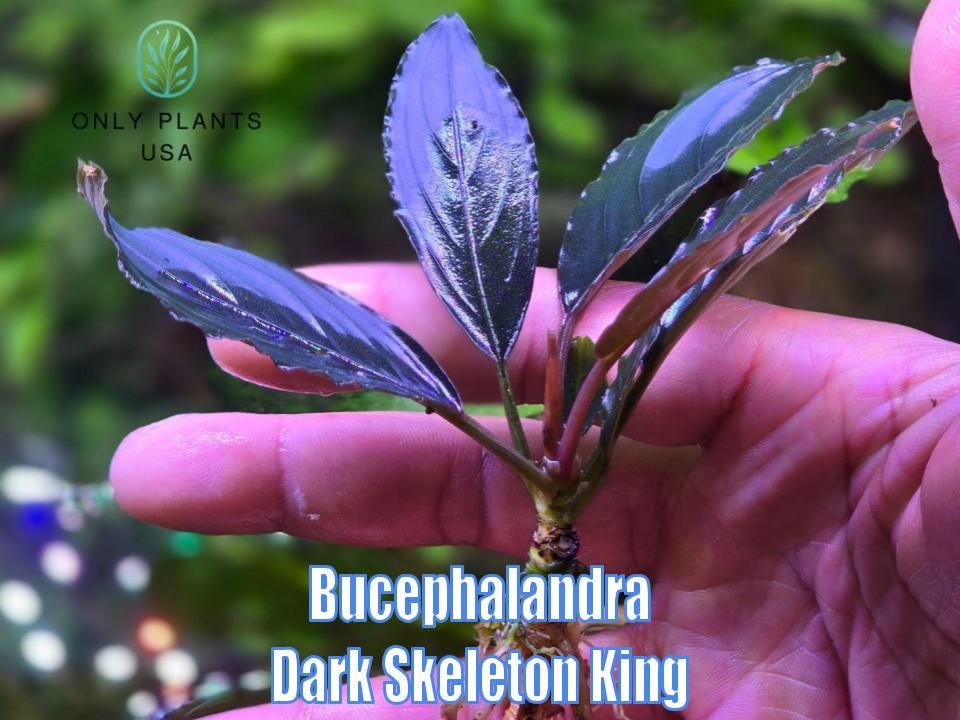Bucephalandra Dark Skeleton King From Only Plants USA Rare Live