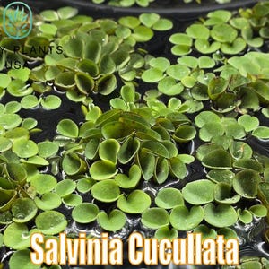 Salvinia Cucullata Asian Watermoss from Only Plants USA live aquatic plant freshwater fish tank natural algae control fish habitat shrimp