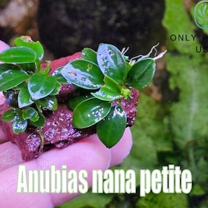 May include: Anubias nana petite plant with small, vibrant green leaves. The plant is attached to a reddish-brown rock. The image includes the text "Anubias nana petite" and the logo "ONLY PLANTS USA".