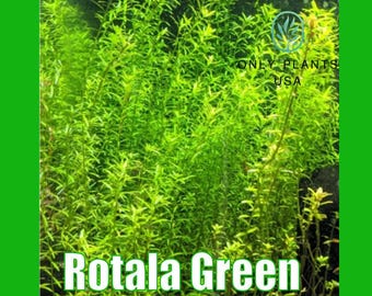 Rotala Green from Only Plants USA live aquatic plant freshwater fish tank natural algae control fish habitat shrimp aquarium aquascape ecosy