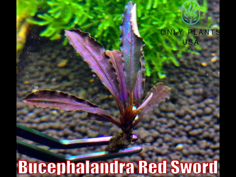 Bucephalandra Red Sword From Only Plants USA Live Aquatic Plant
