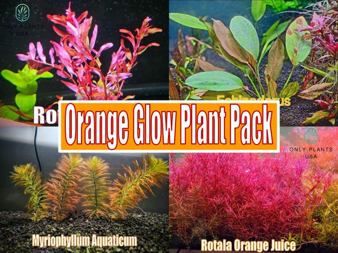 Picture of Orange Glow Plant Pack From Only Plants USA Live Aquatic Plant ...