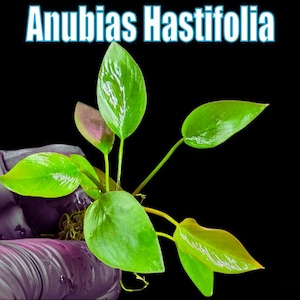 Anubias Hastifolia from Only Plants USA aquarium plants aquatic plants shrimp aquascape aquarium plant beginner aquarium plant easy epiphyte