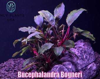 Bucephalandra Bogneri from Only Plants USA  live aquatic plant freshwater fish tank natural algae control fish habitat shrimp aquarium rare