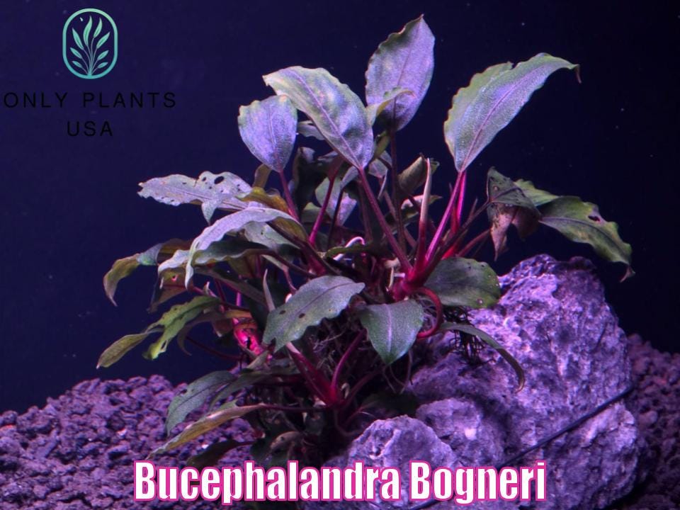 Rare Bucephalandra - Etsy