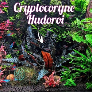 May include: An aquarium scene featuring the plant Cryptocoryne Hodoroi, with dark green and reddish-brown leaves. The image includes various aquatic plants and small fish, creating a vibrant underwater ecosystem. The text "Cryptocoryne Hodoroi" is displayed at the top.