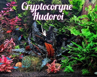 Cryptocoryne Hudoroi from Only Plants USA live aquatic plant freshwater fish tank natural algae control fish habitat shrimp aquarium aquasca