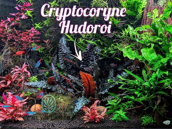 Cryptocoryne Hudoroi from Only Plants USA live aquatic plant freshwater fish tank natural algae control fish habitat shrimp aquarium aquasca