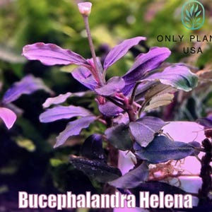 Bucephalandra Midnight Blue - Live Aquatic Plants - Only Plants