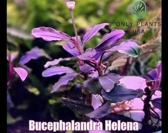 Bucephalandra Midnight Blue - Live Aquatic Plants - Only Plants