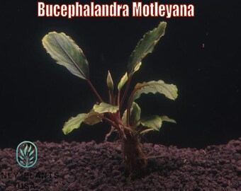 Bucephalandra Motleyana from Only Plants USA live aquatic plant freshwater fish tank natural algae control fish habitat shrimp aquarium rare