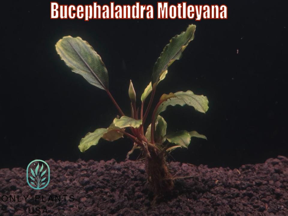 Bucephalandra Motleyana From Only Plants USA Live Aquatic Plant