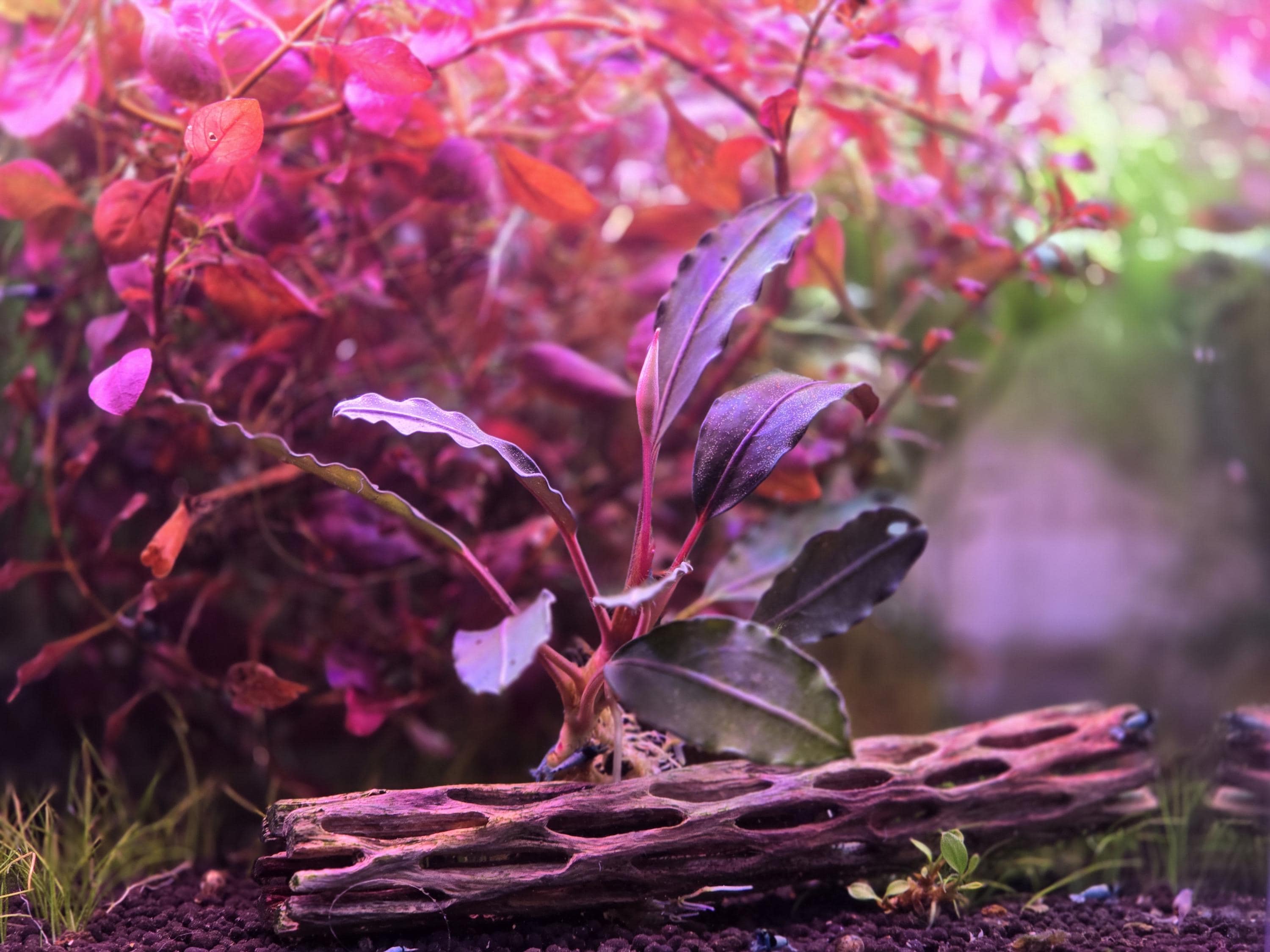 Bucephalandra Pink Lady From Only Plants USA Live Aquatic Plant