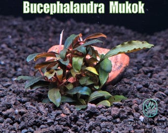 Bucephalandra Mukok From Only Plants USA Aquarium Plants Live