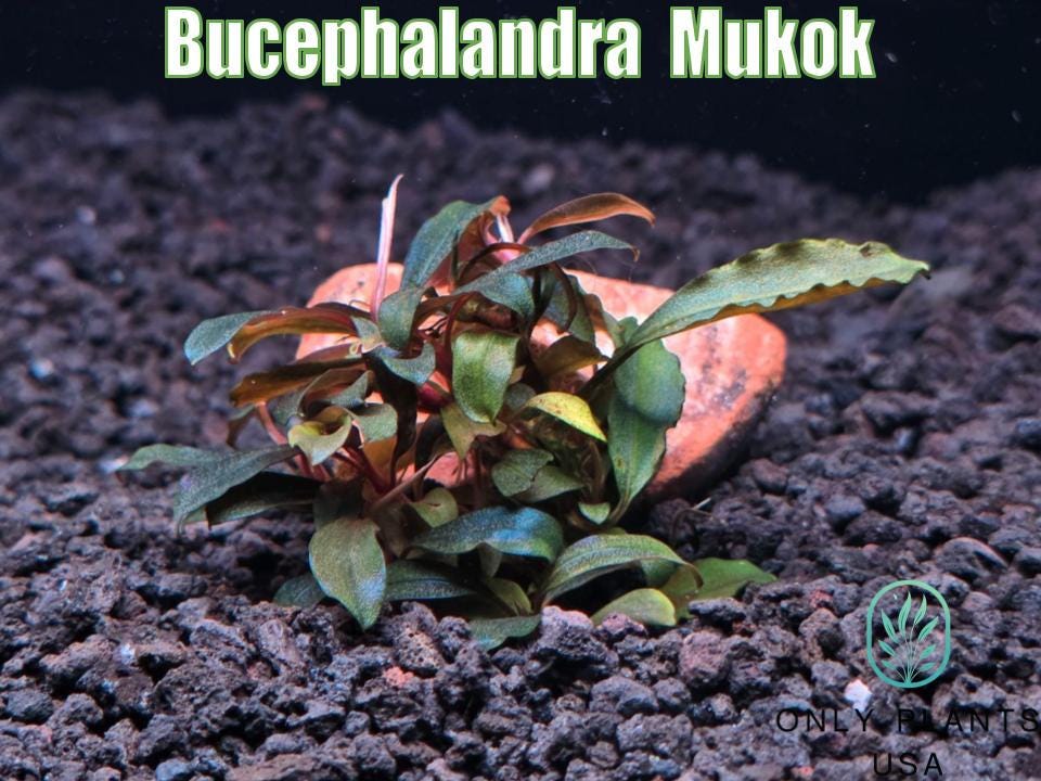 水草 Buephalandra sp.Mukok 水草 Bucephalandra sp.mukok black Bucephalandra sp. Mukok Black