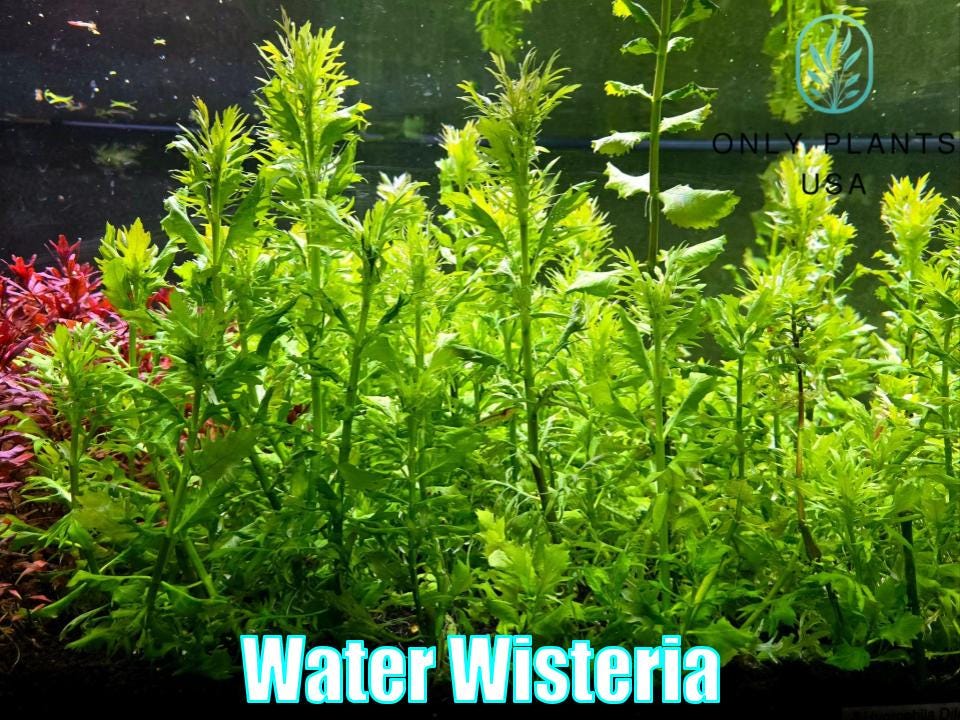 Water Wisteria From Only Plants USA Live Water Wisteria Aquatic Plant  Freshwater Fish Tank Plant Lace Leaf Aquarium Plant Submerged Stem - Etsy