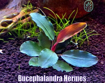 Bucephalandra Quad-pack - Exquisite Aquatic Greens - 4 Unique