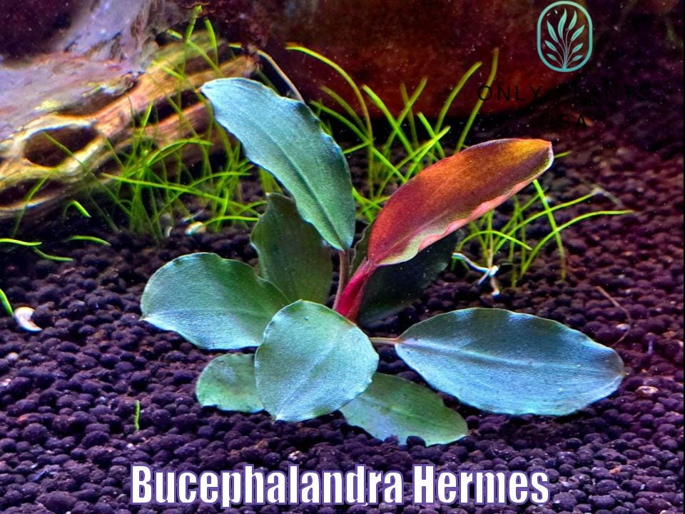Bucephalandra Purple - Etsy