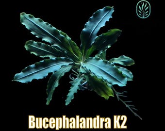 Bucephalandra Midnight Blue - Live Aquatic Plants - Only Plants