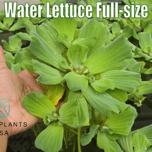 Water Lettuce Full-Size by Only Plants live water lettuce floating plant aquatic water lettuce plant pistia stratiotes natural pond filter