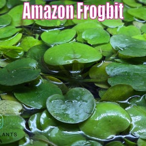 May include: Close-up of Amazon Frogbit aquatic plants. The image shows numerous round, bright green leaves floating on the water's surface. The text "Amazon Frogbit" is displayed in pink letters at the top. The Only Plants USA logo is visible.