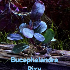 Bucephalandra Midnight Blue - Live Aquatic Plants - Only Plants