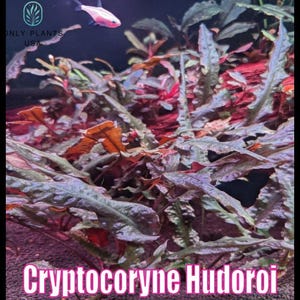 May include: An underwater image of Cryptocoryne Hudoroi aquatic plants. The plants have green and reddish-brown leaves. Two small, pink and white fish swim near the top. The text "Cryptocoryne Hudoroi" is at the bottom.