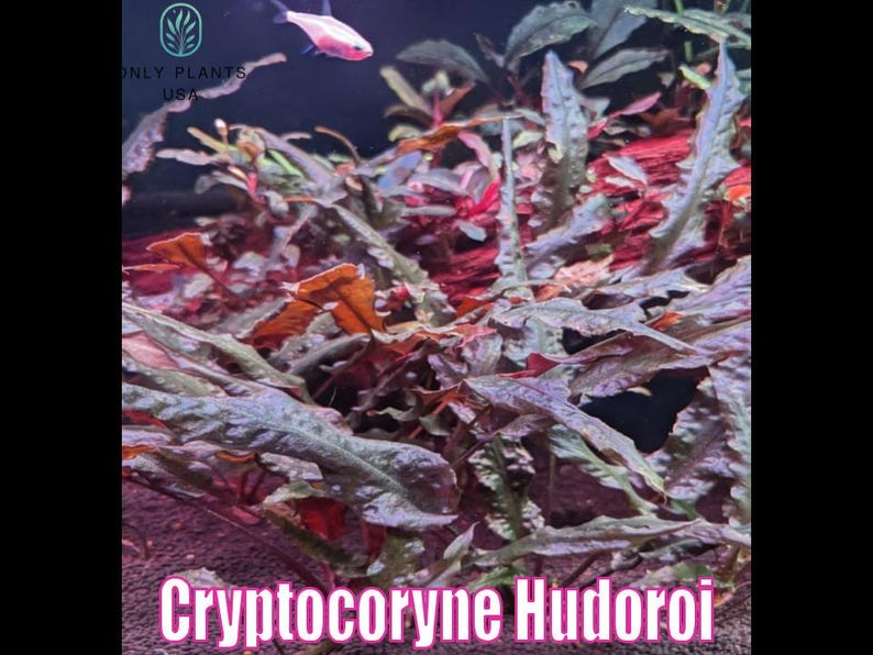 May include: An underwater image of Cryptocoryne Hudoroi aquatic plants. The plants have green and reddish-brown leaves. Two small, pink and white fish swim near the top. The text "Cryptocoryne Hudoroi" is at the bottom.