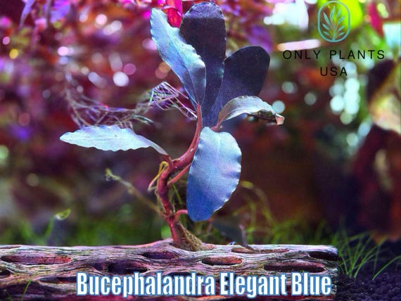 Bucephalandra Elegant Blue From Only Plants USA Live Aquatic Plant