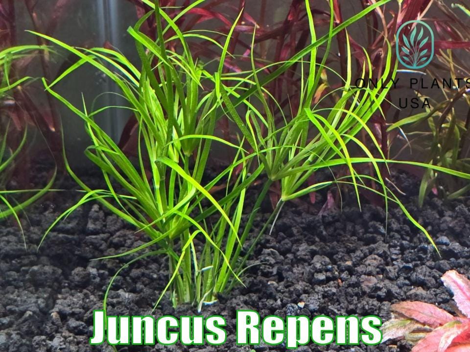 Illustration of Freshwater Aquarium Algae Control With Fish And Live Plants