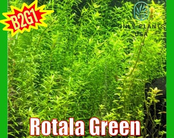 Rotala Green from Only Plants USA BUY 2 get 1 FREE live aquatic plant freshwater fish tank natural algae control aquarium plants easy B2G1