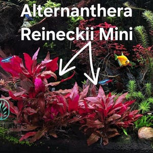 May include: An underwater aquarium scene featuring vibrant red Alternanthera Reineckii Mini plants. The image includes small, colorful fish, including neon tetras and a yellow tetra. The text "Alternanthera Reineckii Mini" is displayed at the top.