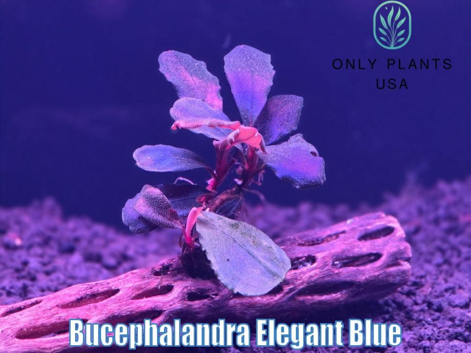 Bucephalandra Elegant Blue From Only Plants USA Live Aquatic