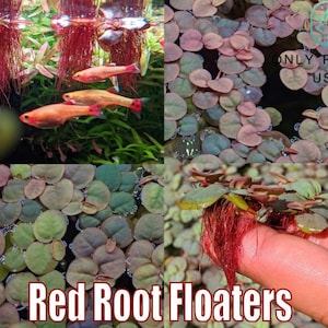 May include: An image showcasing Red Root Floaters, aquatic plants with vibrant red roots and small, round green leaves. The image also features small orange fish swimming in the water, creating a colorful aquatic scene. The text "Red Root Floaters" is displayed at the bottom.