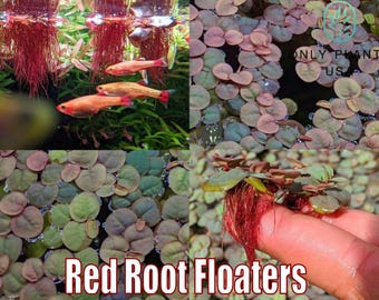 Red Root Floaters Phyllanthus Fluitans from Only Plants USA red roots surface floating shade plant algae control floater aquarium plants